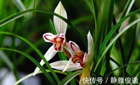 裸根|买到裸根带花的兰花苗，1步操作必须做，不然延缓生长，甚至枯死