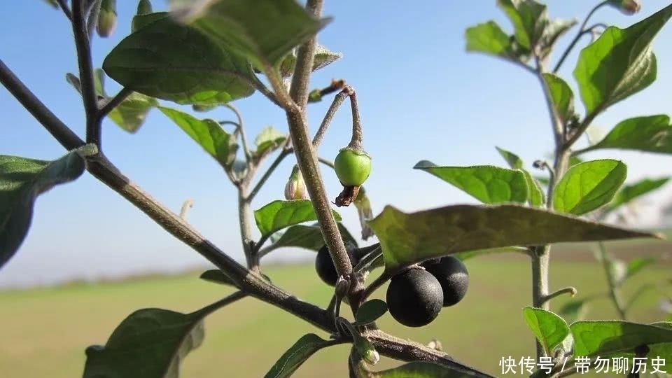 颠茄|这种毒物,小时候你见过吗?