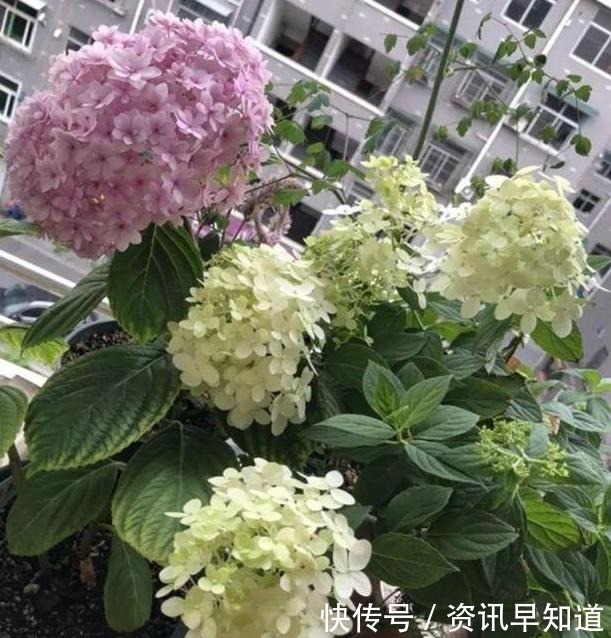 家里养花就用淘米水浇花,这么处理效果一级棒,还能省下大笔钱