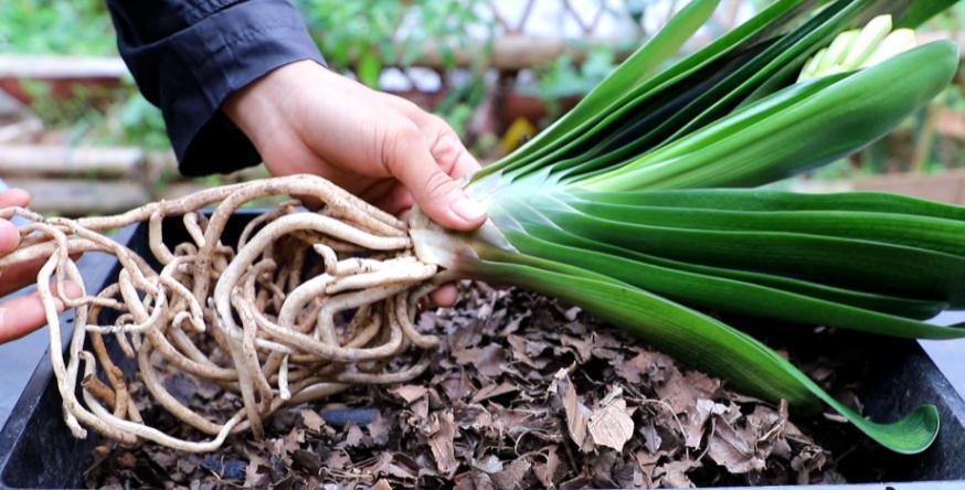 养好君子兰，根本不花钱，找点“废物”浇一浇，长成“极品兰”