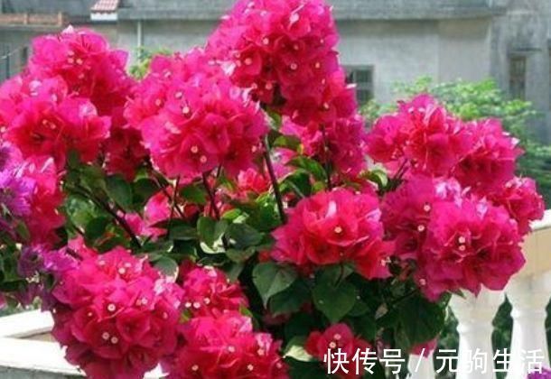 三角梅|养花就养个花期长的，浇点水晒晒太阳就疯长，开花不断