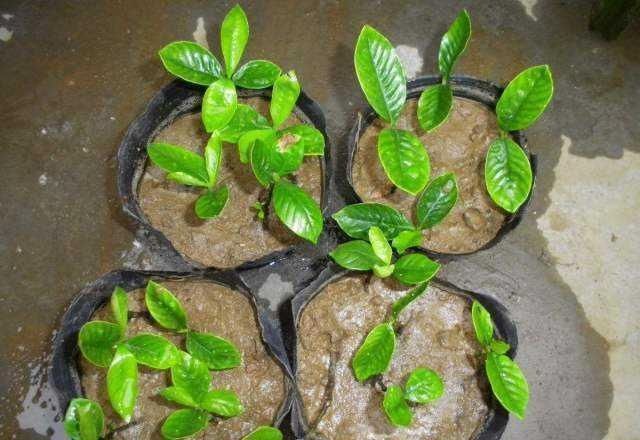 绣球花|这几种花这时候扦插最合适,不怕热生根快,今年不行动还要等明年