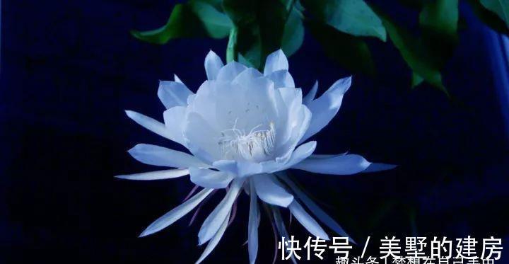 花花草草|原来花花草草也有这么多“雅称”