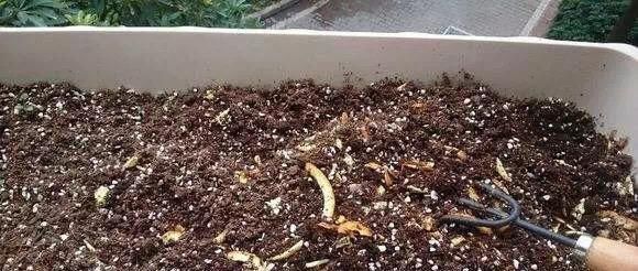 养花不用买肥料，一个小窍门，生活垃圾变成肥沃透气松软的有机肥