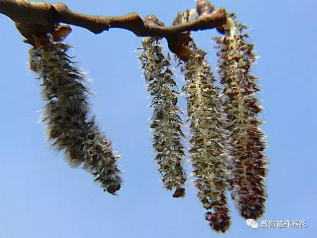 逛街碰到2种花,再喜欢也别买,买了就上当,根本活不了!