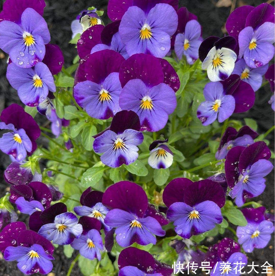 花瓣|秋天逛花市,看到5种花放心购买,秋天正是开花好时机