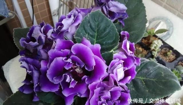 1种花每年开180天,叶子“剁碎”撒盆里,开花比牡丹还大气!