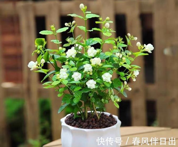 缺铁性黄叶|8月茉莉花长势旺，水肥充足生长进入“快车道”，绽放层叠群花