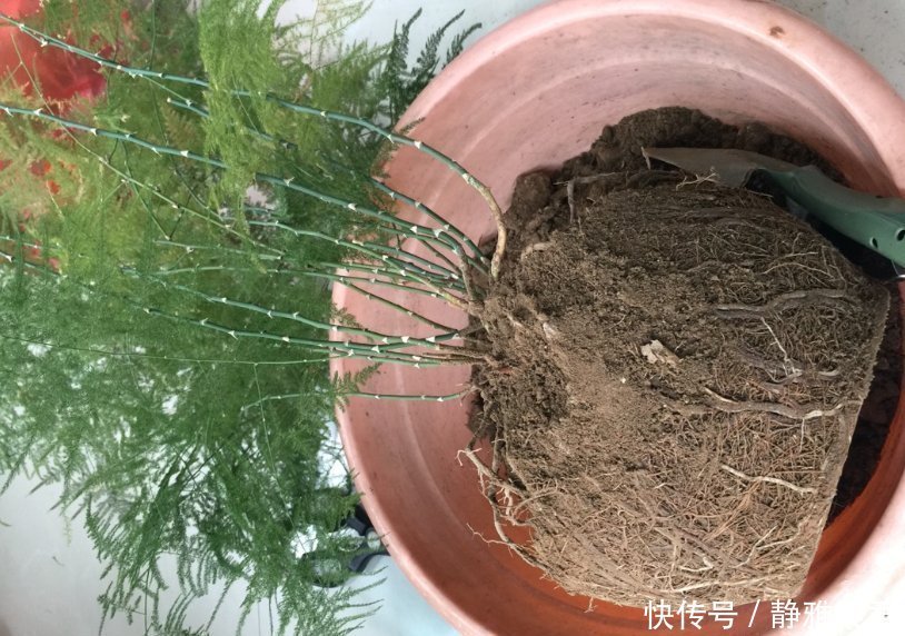 8种花，秋天翻盆顺便分株，一盆变多盆，明年光买盆就足够了