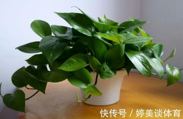 肥料|绿萝总黄叶烂叶,都是“太勤”惹的祸,因为养绿萝一定要“懒”