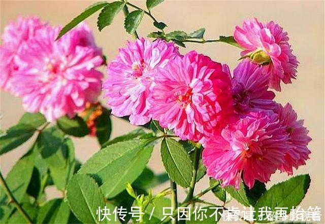 光照|这种花人称“俏皇后”,爆炸式开花,香气浓郁,1年能开300天