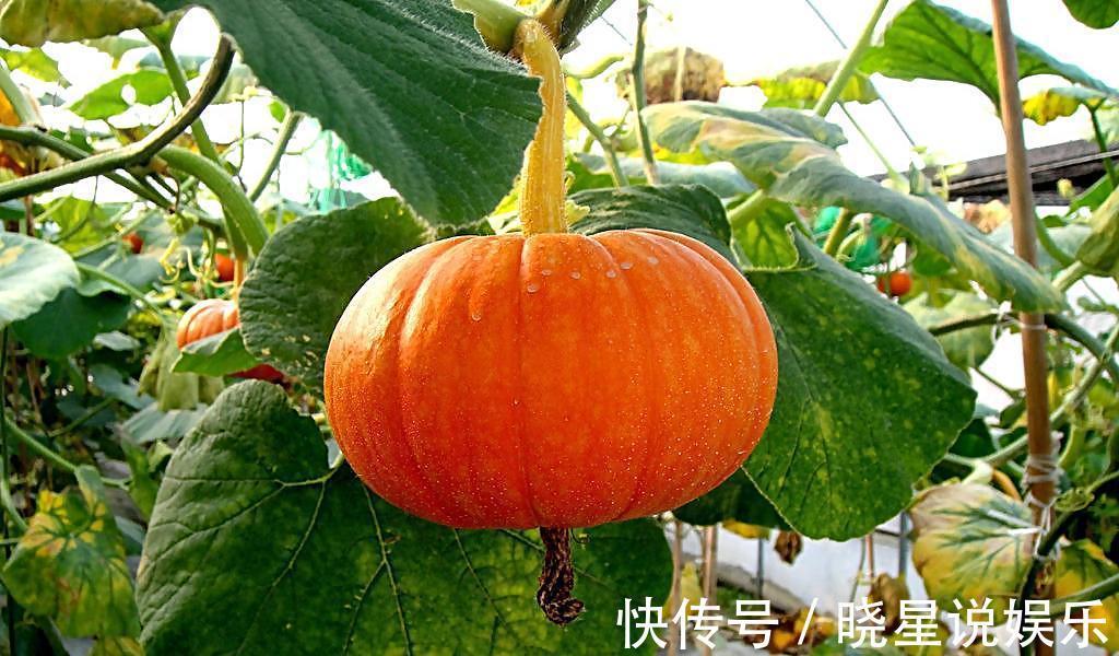 红薯|南瓜虽好，但吃了南瓜后，别再食用此种食物，要忌口，快告诉家人