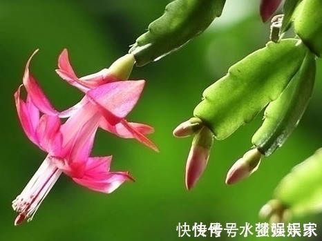 景天|最好养的这些多肉植物,越懒越心动,养开后超好看