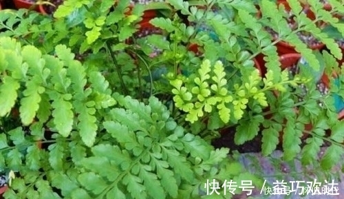 野草|农村这种常见的野草，有很好的清热解毒和止血的功效，见到要珍惜