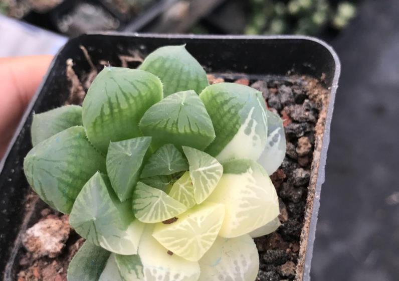 叶子|6月养玉露,这么干就能让叶子水灵灵、肥嘟嘟,长满盆