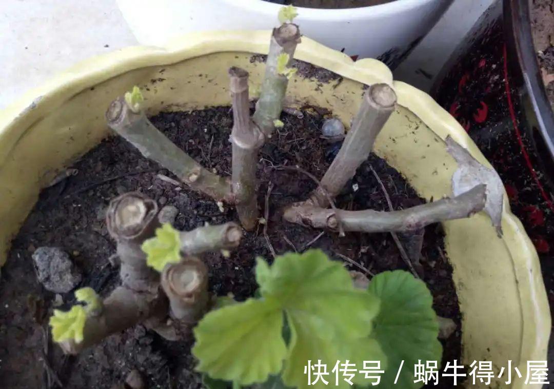 花苞|初秋8种花不能剪,轻则不开花,严重可能剩空盆