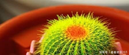 室内装扮|5种花“不吉利”，再喜欢也别放“室内”，你家若有，抓紧搬出去