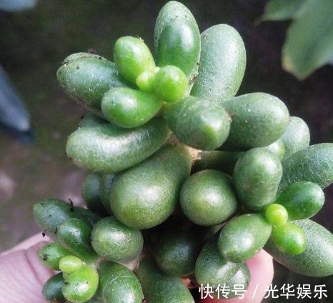 多肉|在家盆栽4款多肉要小心,它们对健康有害,需早点丢出去