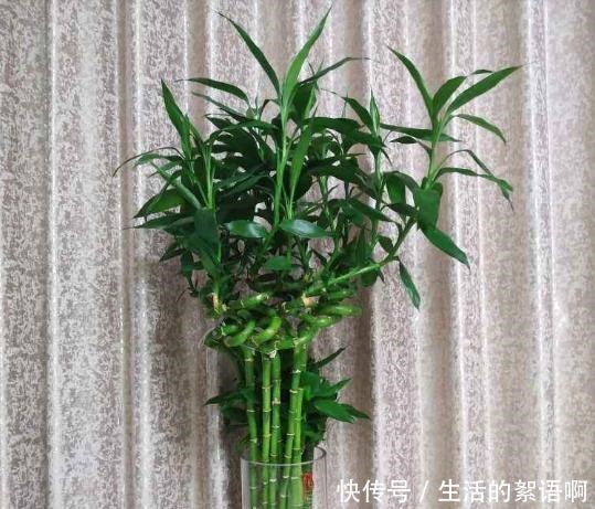 5种盆栽竹,最适合家里养,快看你家有没有!