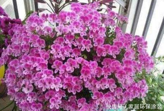 施肥|非常漂亮的4种花,养在家里,一年四季开花不断