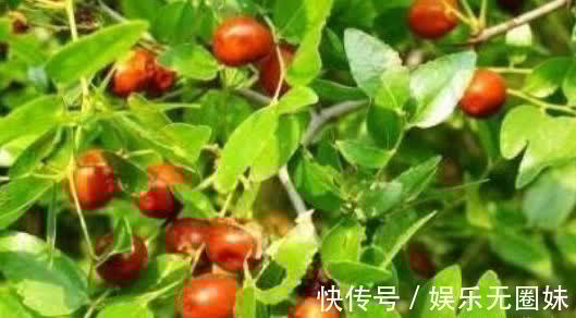 胭脂萝卜|秋天女性想气色好，吃好食物，美白润肤，补水养颜，抑制色素沉着