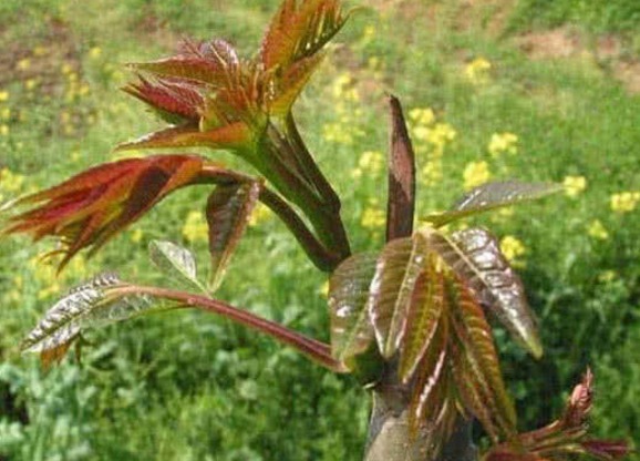 健康|大夫忠告聪明人从不吃3种蔬菜,对健康影响大,不妨了解一下