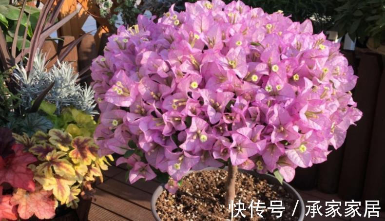 泥炭土|扦插三角梅,该怎么获取成功?抓住3点,枝条轻松变成小花苗