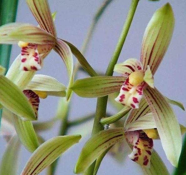 给兰花分盆,掌握一个“小原则”,不伤苗、服盆快、猛开花!