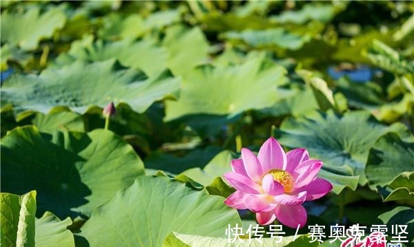 沙湖|宁夏沙湖万亩荷花竞相开放 娇艳清新惹人醉