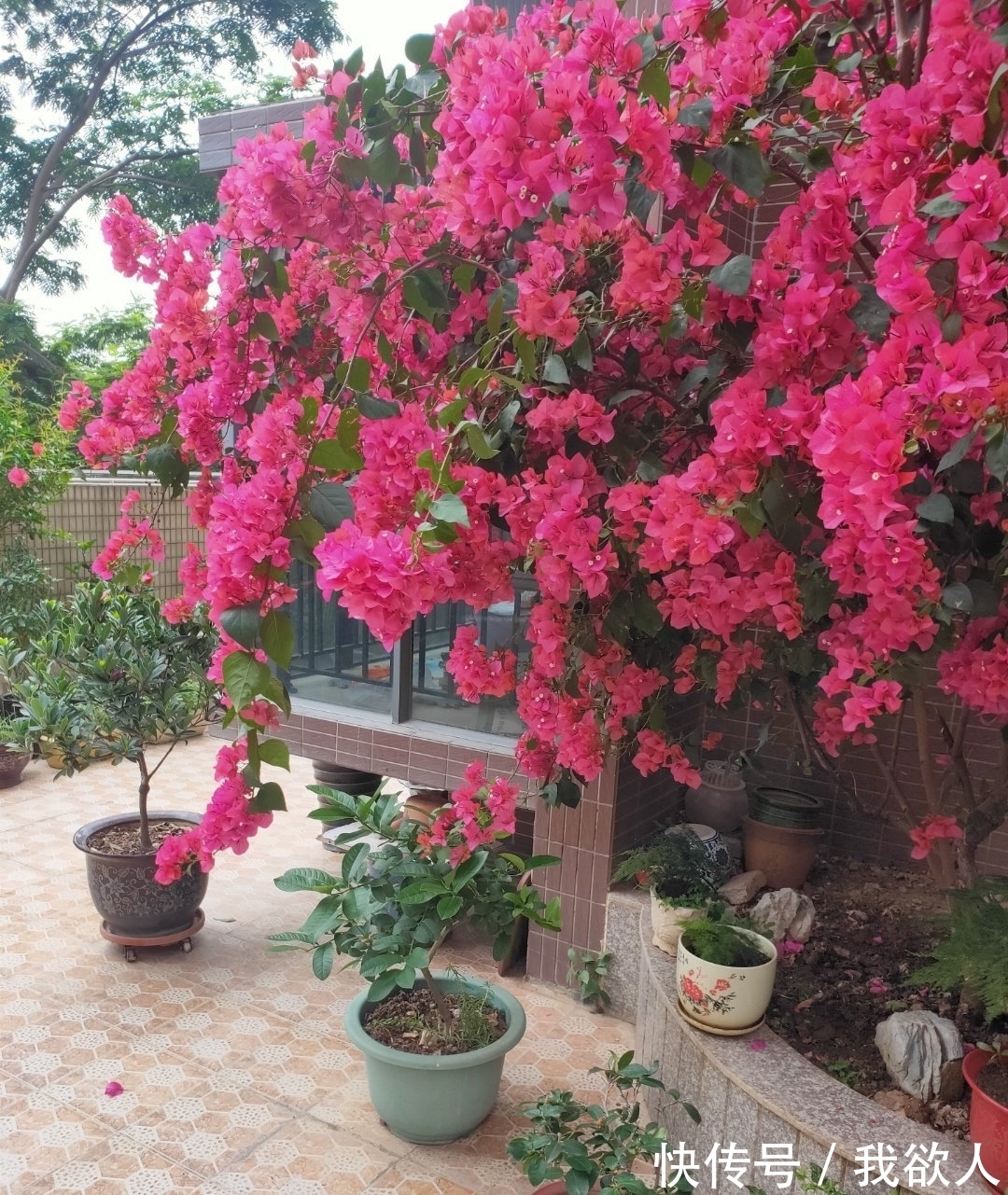 三角梅未开花，入春不妨“虐”着养，“撒欢长”清新怡人小半年