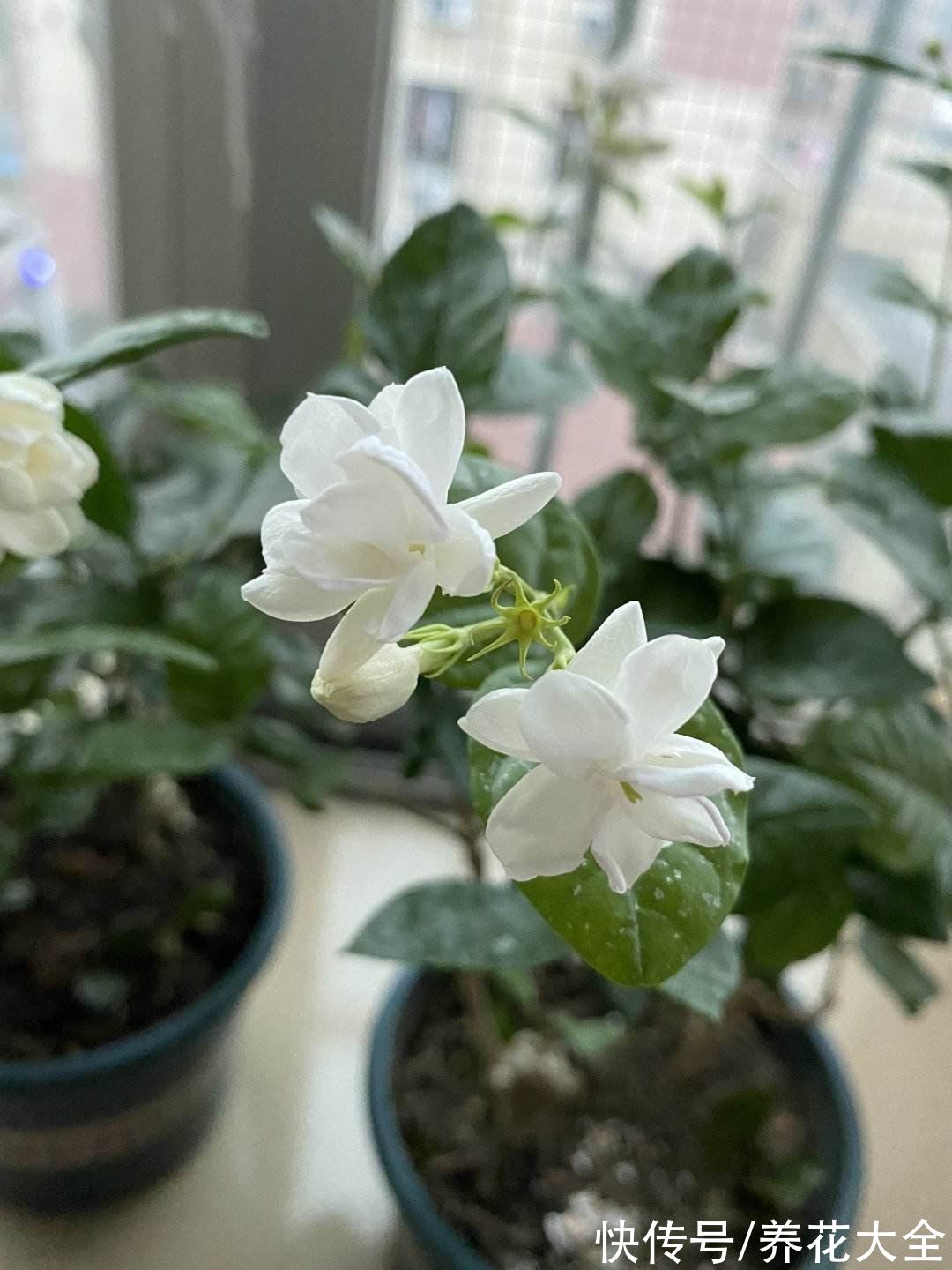 花花|冬天要多喝花茶，暖身子也养身子，关键是还不用花钱