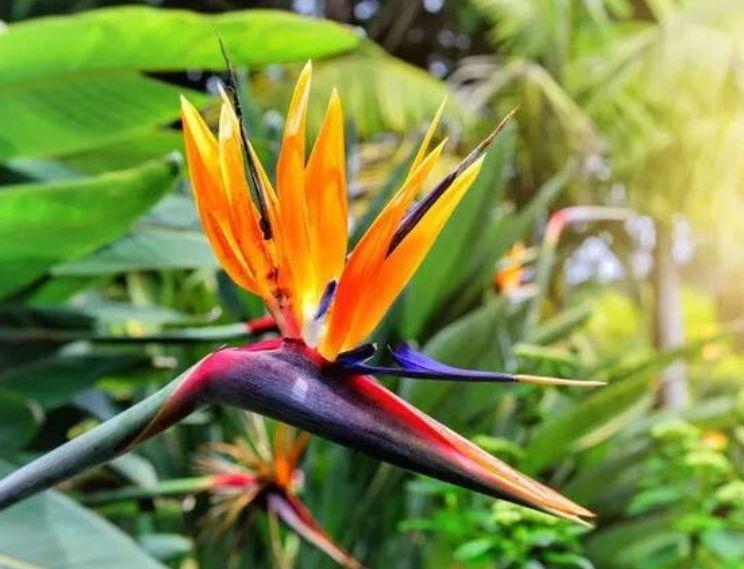 有钱人都养4种花，寓意好、观赏性强，养客厅旺财又养人！