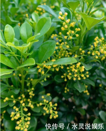 关键点|养的“米兰花”清香扑鼻,掌握3个关键点,花开满盆,比香水好闻