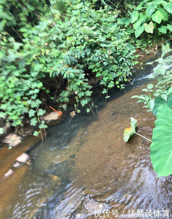 老乡|成群鲤鱼小溪里游荡，乌泱泱一大群，网友：梦里才看得到