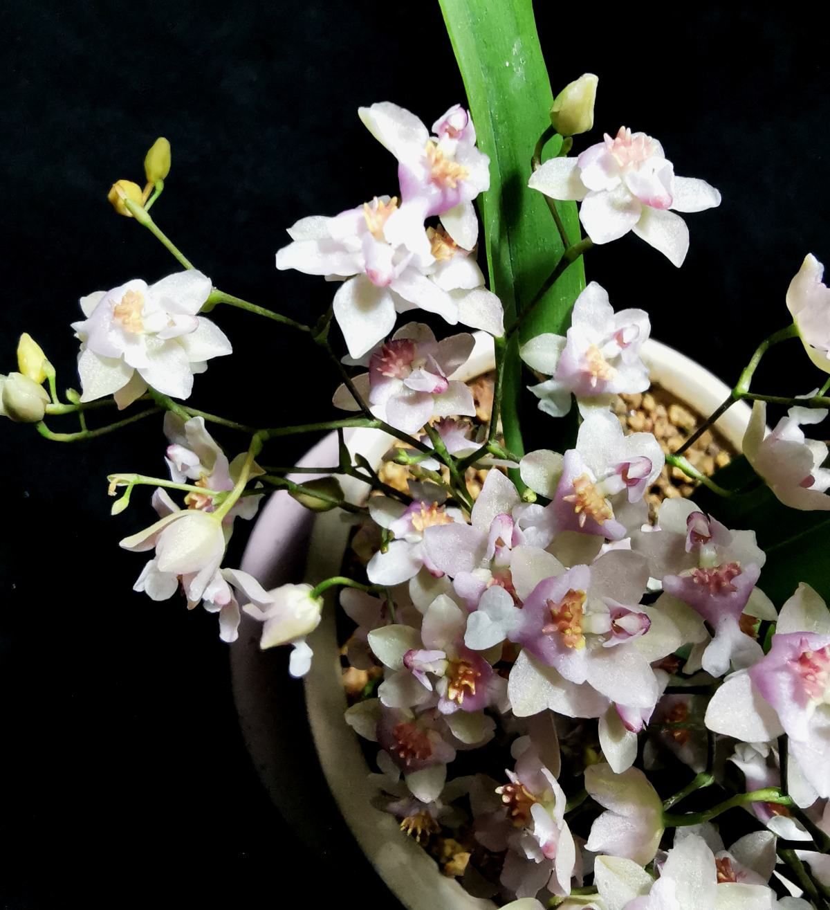 蟹爪兰|没光也能开花的4种植物,花香浓郁寓意好,冬天养正合适