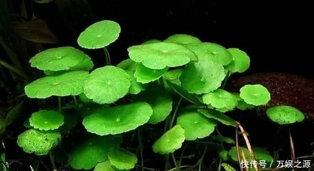 土里|土里仍片叶子就能长爆盆的花卉,你最喜欢哪几种?