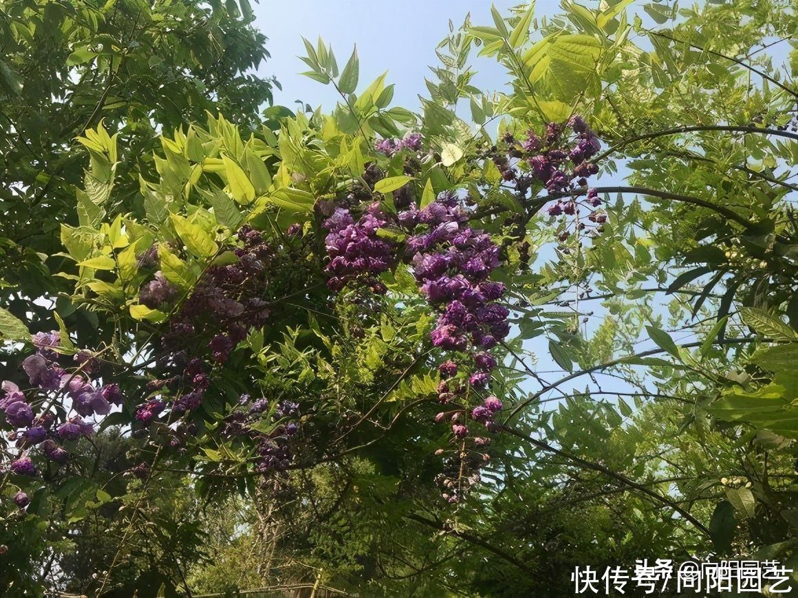 3种花，种到庭里，开花超多，比爬山虎都能长，夏天开成花墙