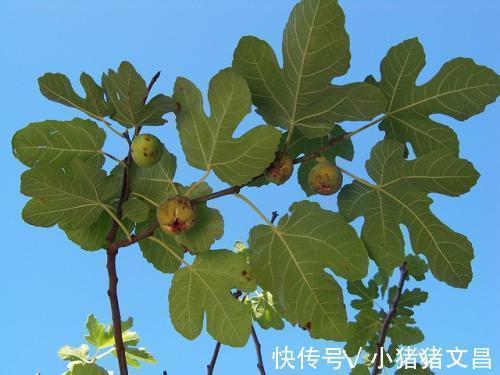 外痔|农村有种不起眼的叶子,能治咽喉肿痛,解鱼蟹毒,你认识吗