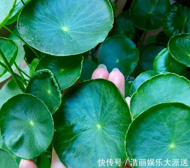 叶子|铜钱草叶子小，4个简单“小技巧”，一个月疯长爆盆，叶大又圆！