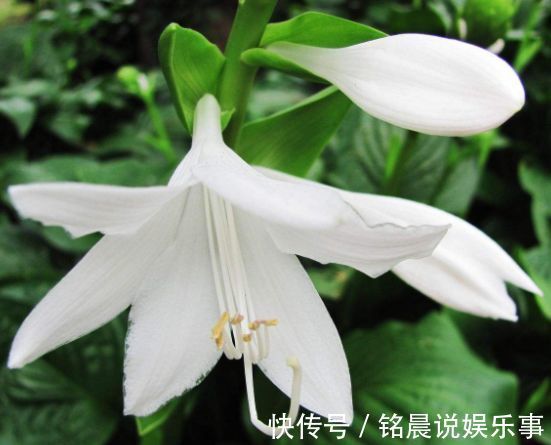 4种花超漂亮,个个美出状态,花开不断,还能旺财!