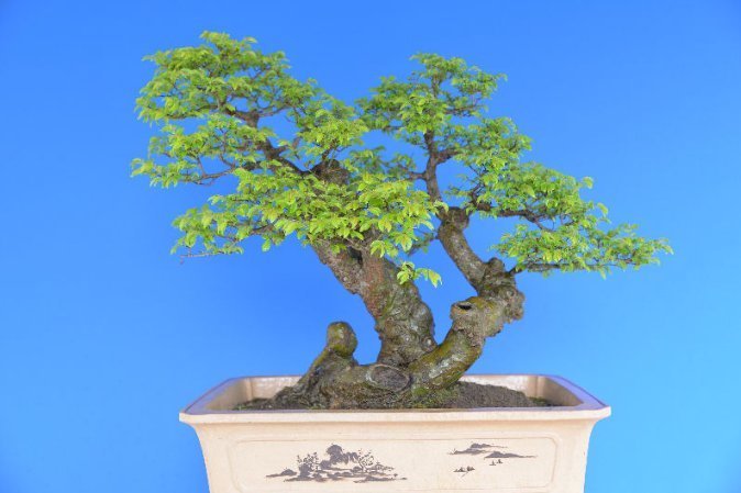 收藏|惊艳的6大盆景造型,中国植物艺术的巅峰,收藏起来