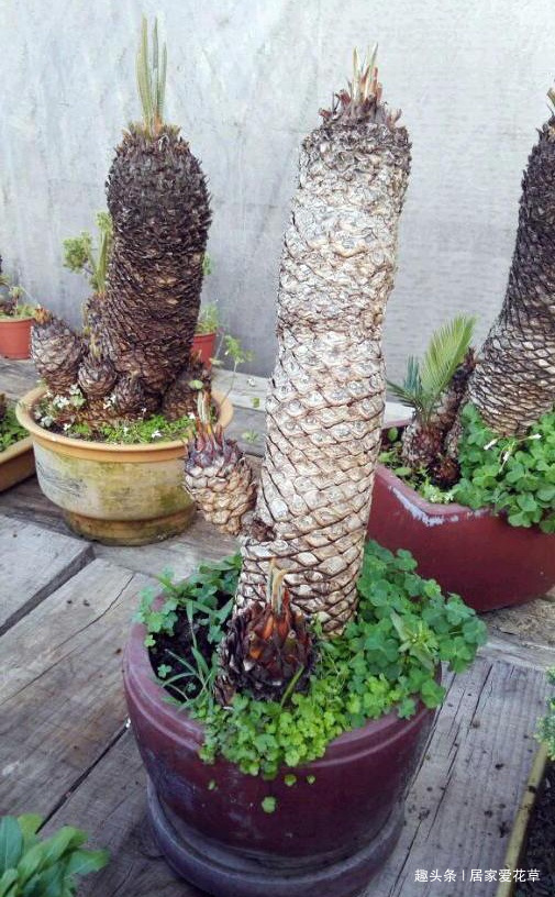 大叔养了七年的盆栽，不长叶子不开花，长成这样500一盆被买走