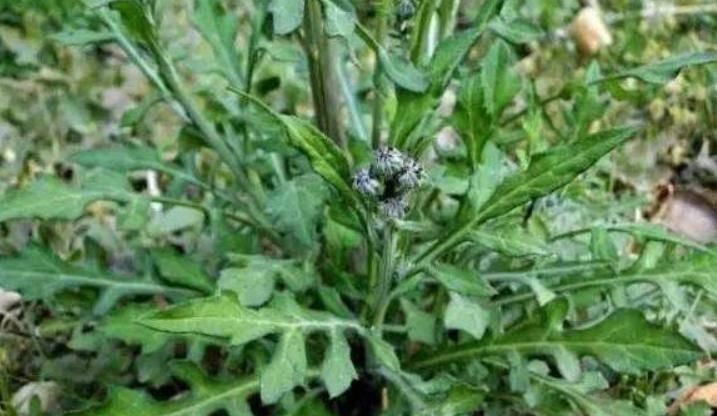 野花野草|农村的这种野菜,比蒲公英还有营养,却被很多人当野草拔了