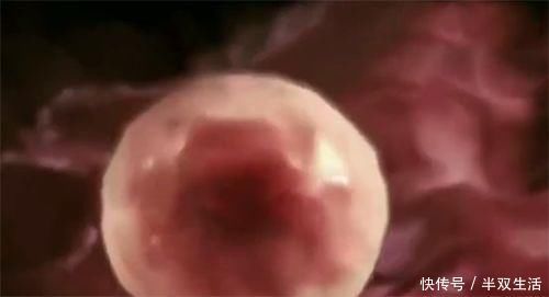 dh怀孕前3个月，胎宝宝都在干什么？原来着床后这么忙，孕妈要了解