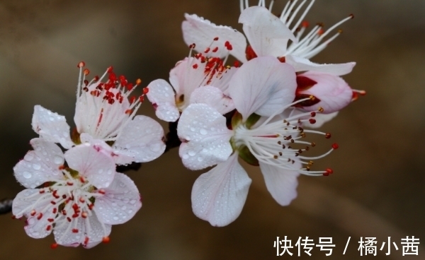 生肖鼠|进入9月10号开始，财运旺盛，有目标有理想，把握机会，事业腾飞