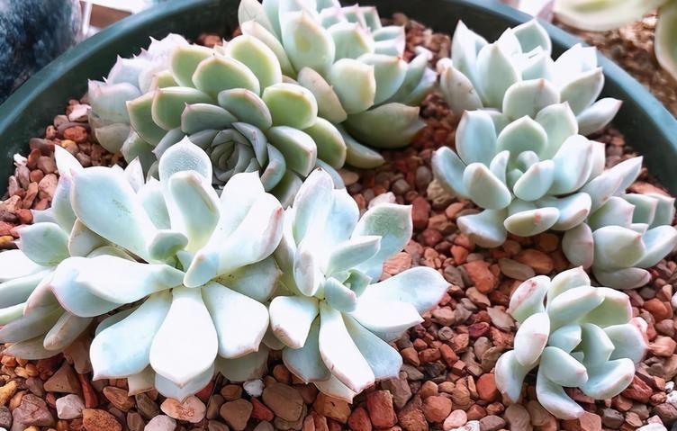 泥炭土、煤渣、火山石养花,更适用于多肉,加强盆栽土透气性