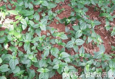 血管神經性水腫|此野菜食用價值和藥用價值很高，秋季吃可解酒護肝、祛風散寒