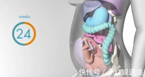 妈妈|怀胎十月,胎儿把妈妈的内脏挤哪去了?十张过程图带你了解