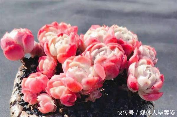 橙梦露橙梦露|9种多肉,贵且难养,怕晒怕淋爱秃长,买了多半成鸡肋