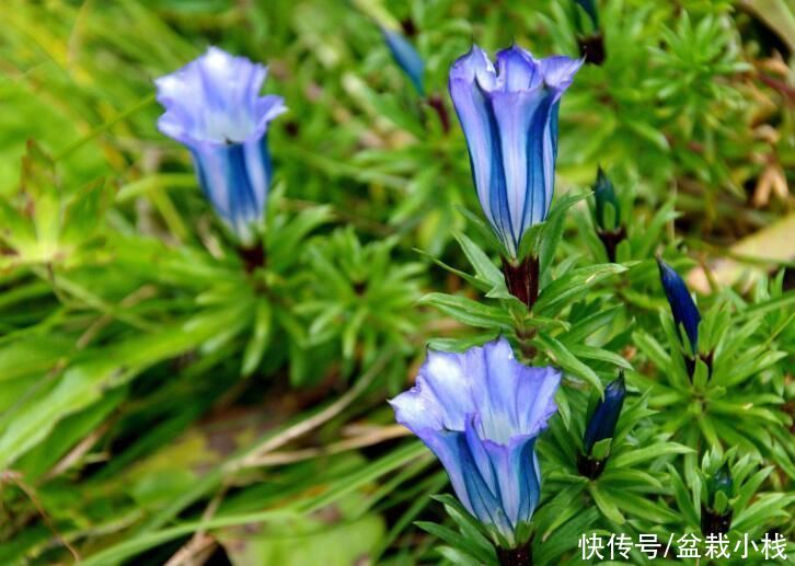若去野外爬山，见到此植物，别犹豫，摘下来带回家